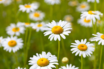 Fototapeta premium A field of white and yellow daisies. Green daisies in a field with flowers. Field daisies flowers green white. A field of green and white lifestyle daisies.