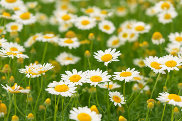 Fototapeta premium A field of white and yellow daisies. Green daisies in a field with flowers. Field daisies flowers green white. A field of green and lifestyle white daisies.