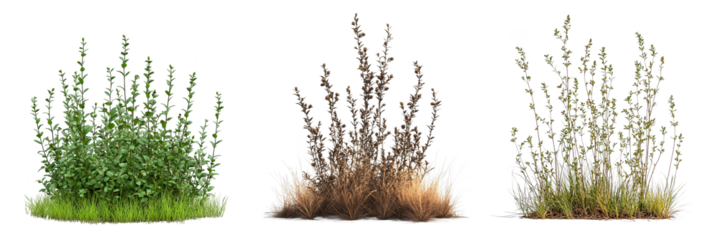 lush green grass bushes dry grass plants realistic vegetation transparent background