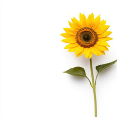 Fototapeta premium single sunflower with vibrant yellow bloom stands tall against white background, radiating warmth and joy. Its green leaves complement bright petals beautifully