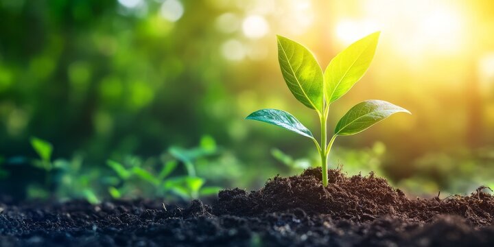 Biogenic carbon in nature, highlighting its role in organic matter and life