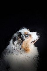 Fototapeta premium Portrait of a blue-eyed Australian Shepherd on a black background
