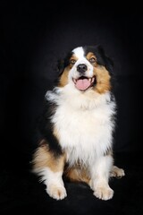 Australian Shepherd sitting on a black background