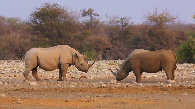 Black rhinoceros (Diceros bicornis); two bulls fighting