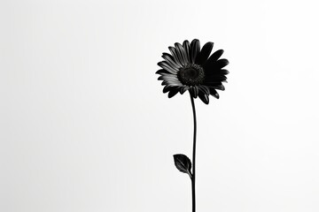 Black flower silhouette standing tall against a minimalist white background. Generative AI
