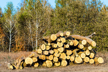trunks of cut trees lie in the forest. processed trunks of felled trees. Logging involves felling trees in the forest, followed by processing the timber (logs) into assortments - logs, without branche