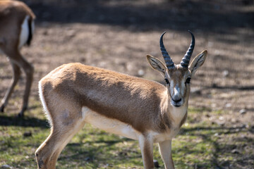 Springbok (Antidorcas marsupialis) Marsupial Gazelle Species in wildlife park