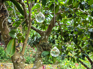 Dazzling Crystal Sphere Reflecting Rainbow Colors Hanging from a Tree