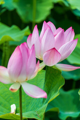 ピンクの蓮の花