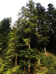 Fototapeta premium Majestic green forest with tall evergreen trees in wilderness