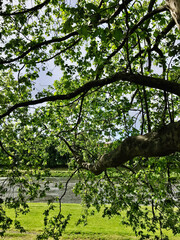 Fototapeta premium Serene view through lush green tree branches by the riverbank