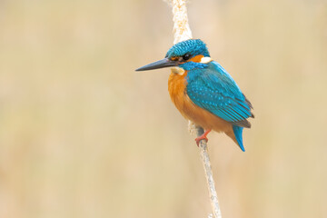 Common Kingfisher