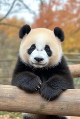 Obraz premium Adorable panda cub resting on a wooden beam in a vibrant autumn park setting