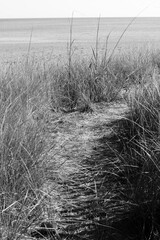 A sandy path leading towards the summer beach in black and white.