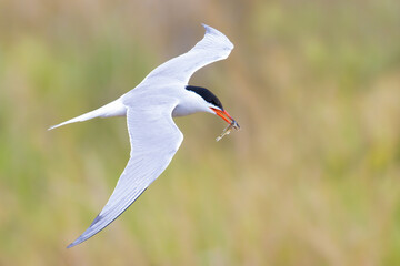 Common Tern