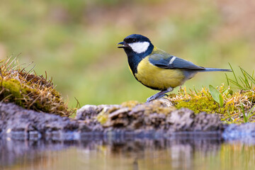 Fototapeta premium Great Tit