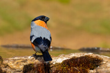 Eurasian Bullfinch