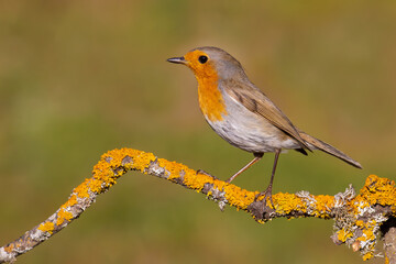 European Robin