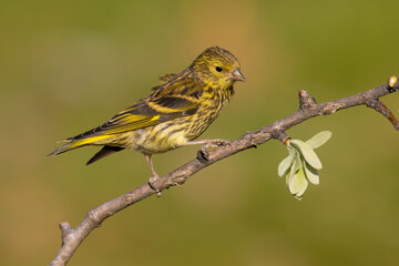 Eurasian Siskin