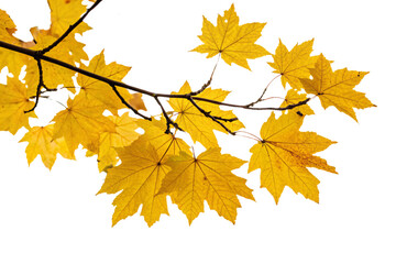 Obraz premium A cluster of golden-yellow maple leaves on a thin branch, epitomizing the warm, sunny hues of early fall in a crisp, natural setting, set against a transparent background