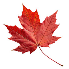 Obraz premium A maple leaf angled slightly, glowing with fiery red tones and sharp, jagged tips, encapsulating seasonal beauty, set against a transparent background