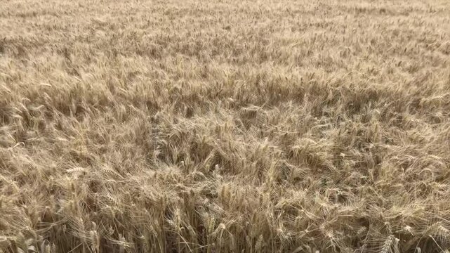 Amsterdam the Netherlands July 2024 Wind blows through a field of sheaves of wheat (Triticum) on a farm in the vicinity of Amsterdam. farming, landbouw, agriculture, tarwe, arable,