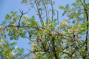 Fototapeta premium Flower of Moringa tree. medicinal plant