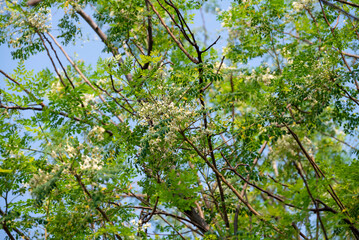 Flower of Moringa tree. medicinal plant