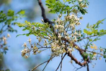 Flower of Moringa tree. medicinal plant