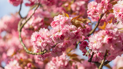 Fototapeta premium Beautiful Blossoming Pink Cherry Blossoms on Tree Branches in Spring