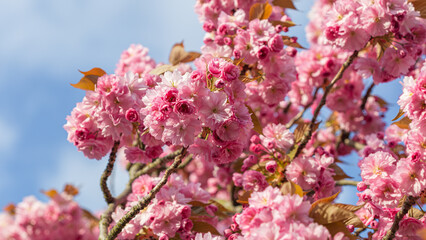 Vibrant Pink Cherry Blossoms Against a Clear Blue Sky