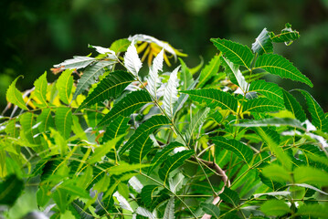 Medicinal ayurvedic azadirachta indica or Neem leaves. powerful medicinal tree