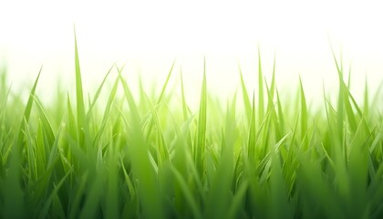 Obraz premium green grass isolated on white background
