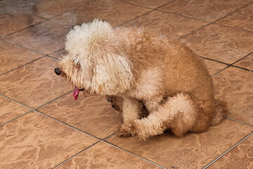 Close-up of poodle pet dog scooting butt on floor rough surface to relieve itch discomfort due to anal gland health problem. Motion blur intended.