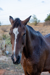 Fototapeta premium Beautiful brown horse calm in the field.