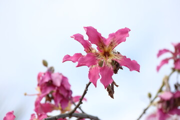 blooms of silk floss tree (Ceiba speciosa)