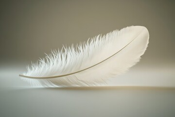 Obraz premium Elegant white feather isolated on subtle gradient.
