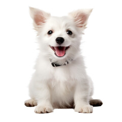 Obraz premium cute dog isolated on white