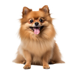 Obraz premium cute dog isolated on white