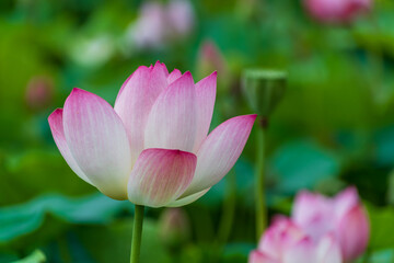 薄紅色に染まる蓮の花