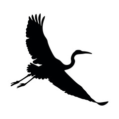Fototapeta premium A bird is flying in the sky. The bird is black