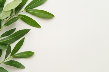 Obraz premium Green leaves on top of a white, clean background