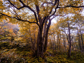 オーラを放つ木