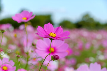 コスモス畑の一輪の美しさ