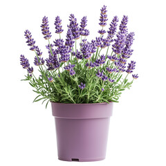 Fototapeta premium Lavender plant in purple pot isolated on transparent background