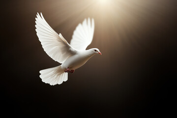 Obraz premium A radiant white dove in flight illuminated by a warm light, symbolizing the Holy Spirit, peace, and divine presence in Christian faith.