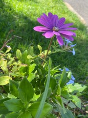 flower in the garden