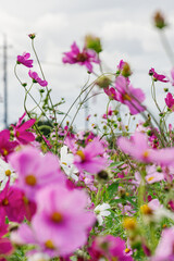 Obraz premium 満開のコスモス畑