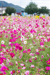 コスモスとひまわりの競演