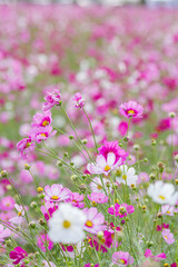 Obraz premium 満開のコスモス畑